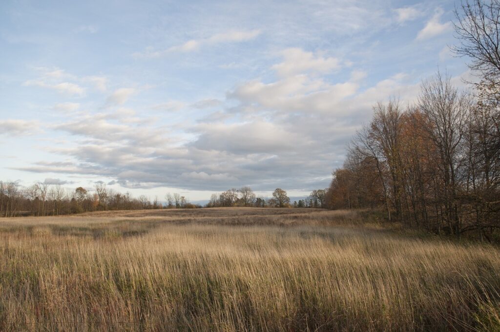 field, grass, tall grass-170757.jpg